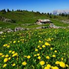 Auf Der Eggenalm © Eisele Hein